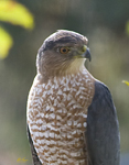 Coopers Hawk 9755